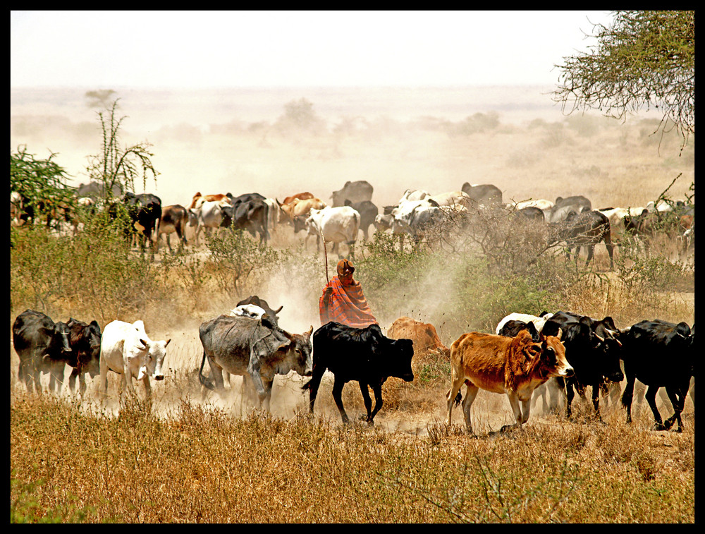 Reicher Massai