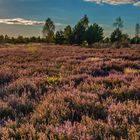 Reicherskreuzer Heide im abendlichen Gegenlicht