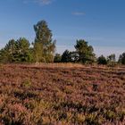 Reicherskreuzer Heide in der Abendsonne