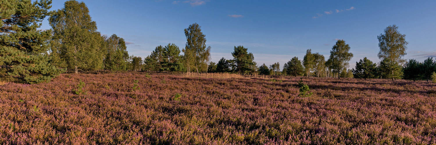 Reicherskreuzer Heide in der Abendsonne