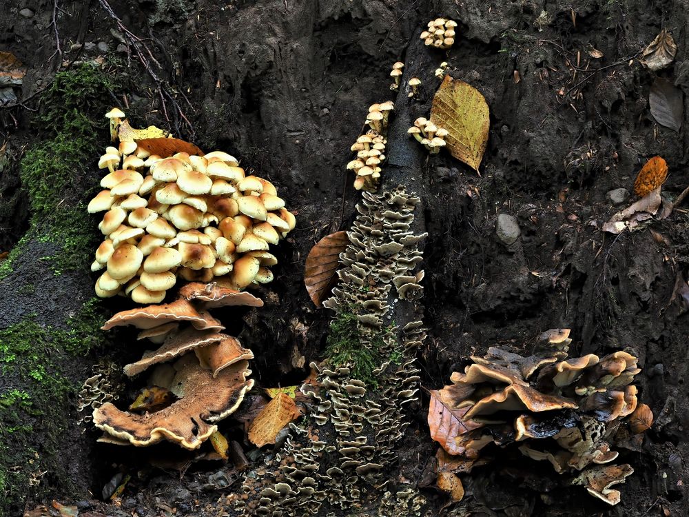 REICHES LEBEN AUF TOTEM HOLZ