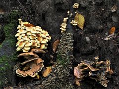 REICHES LEBEN AUF TOTEM HOLZ