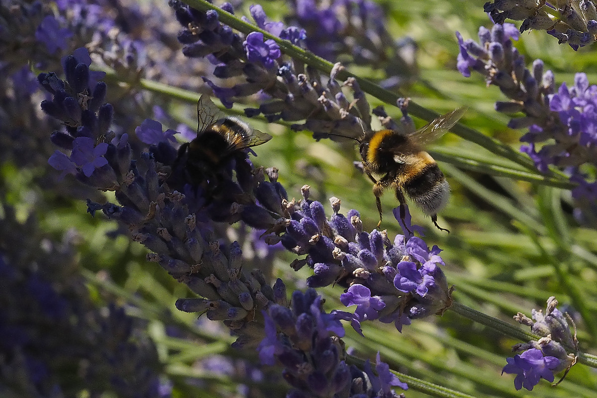 Reichlich Hummel-Flugverkehr im Lavendelwald-Chaos!!