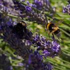 Reichlich Hummel-Flugverkehr im Lavendelwald-Chaos!!