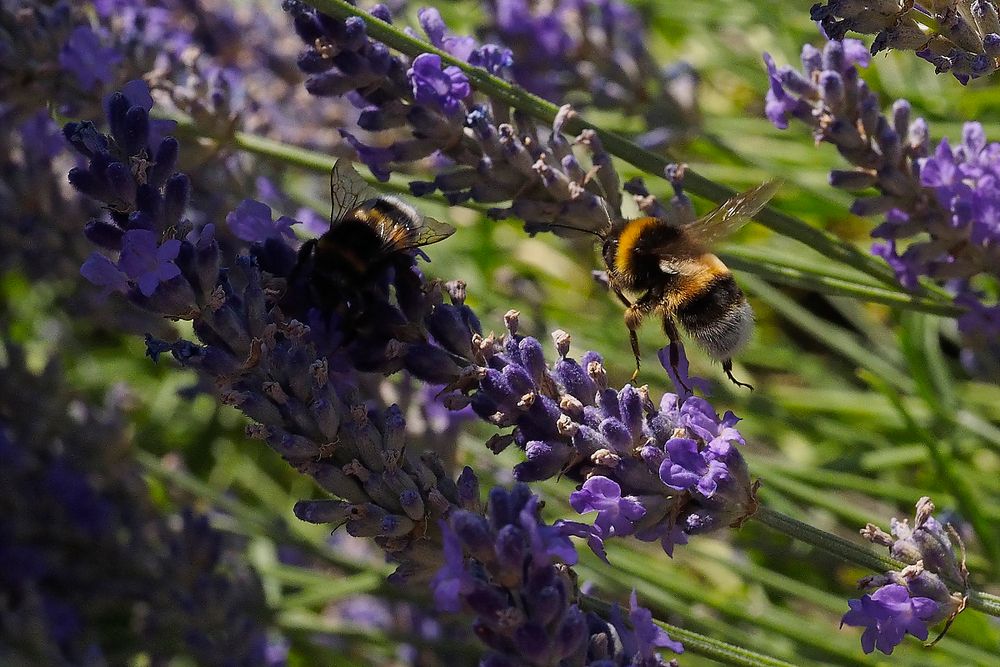 Reichlich Hummel-Flugverkehr im Lavendelwald-Chaos!!