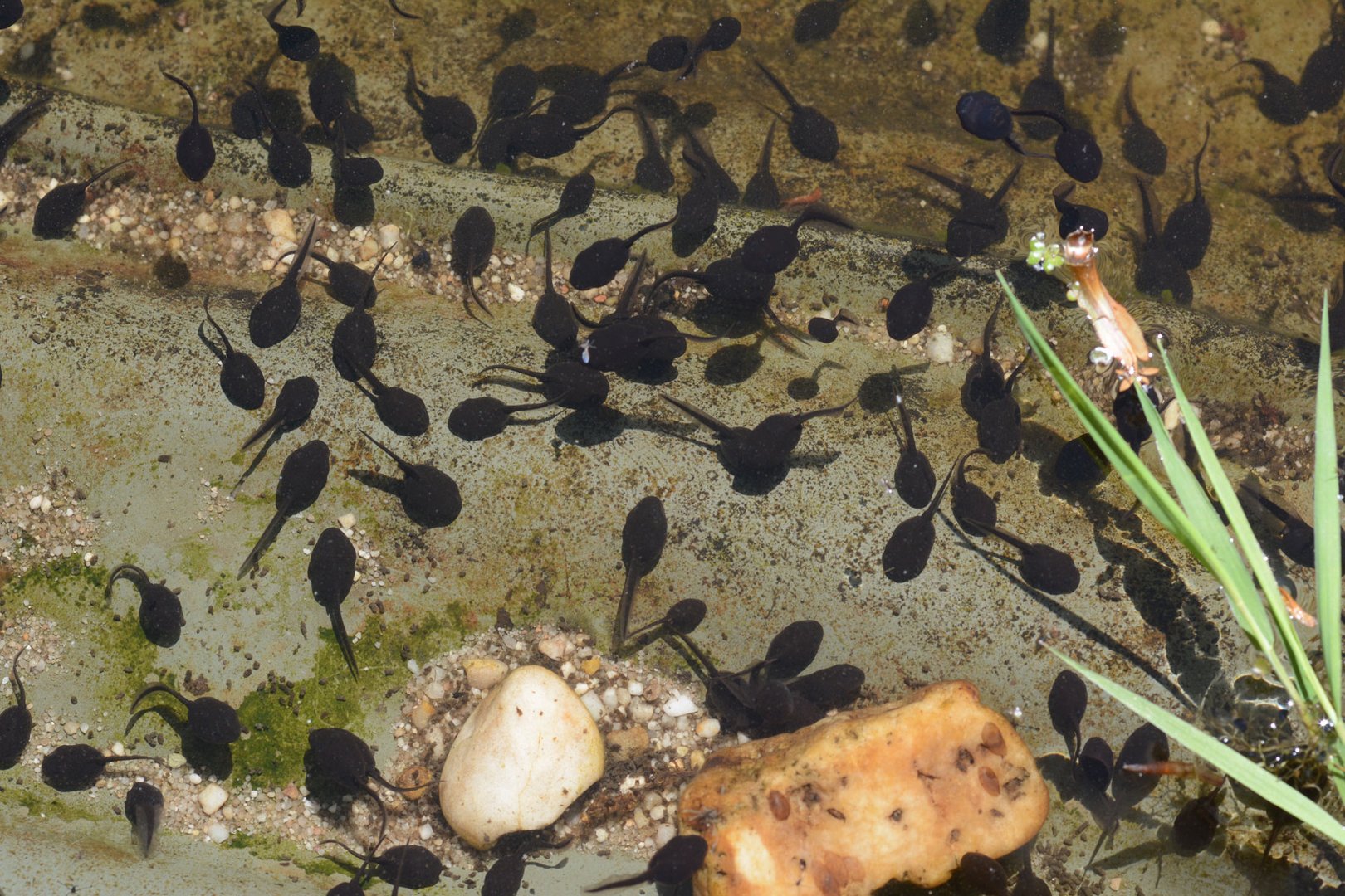 Reichlich Nachwuchs tummelt sich in meinem Teich