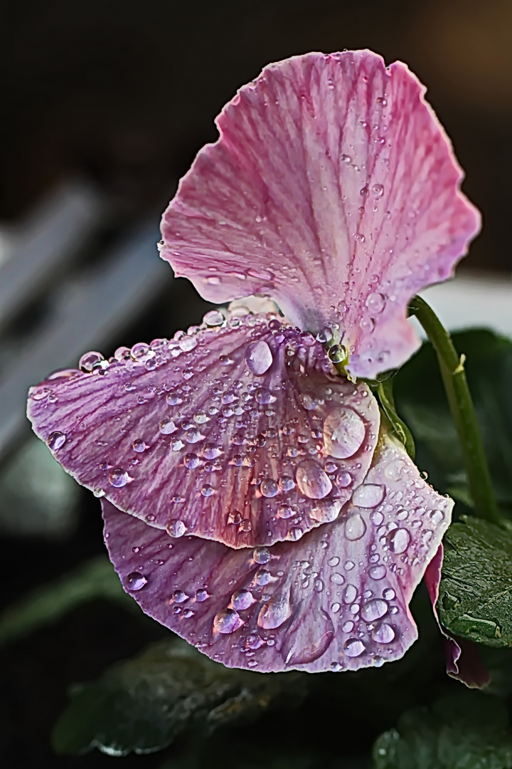 reichlich Regen....