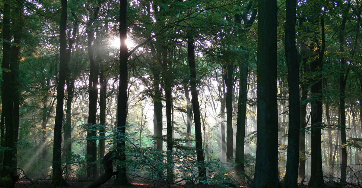 Reichswald am Morgen