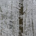 Reichswald in Schnee 1