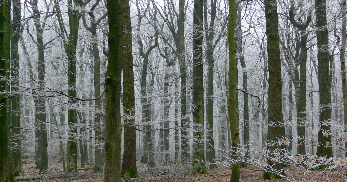 Reichswald in Schnee 2