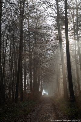 Reichswald mit Dezembernebel 