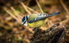 Reicht's euch schon an Blaumeisen?