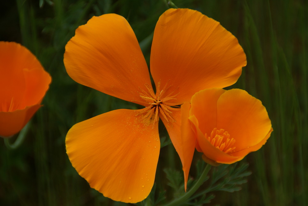 Reichtum der Natur