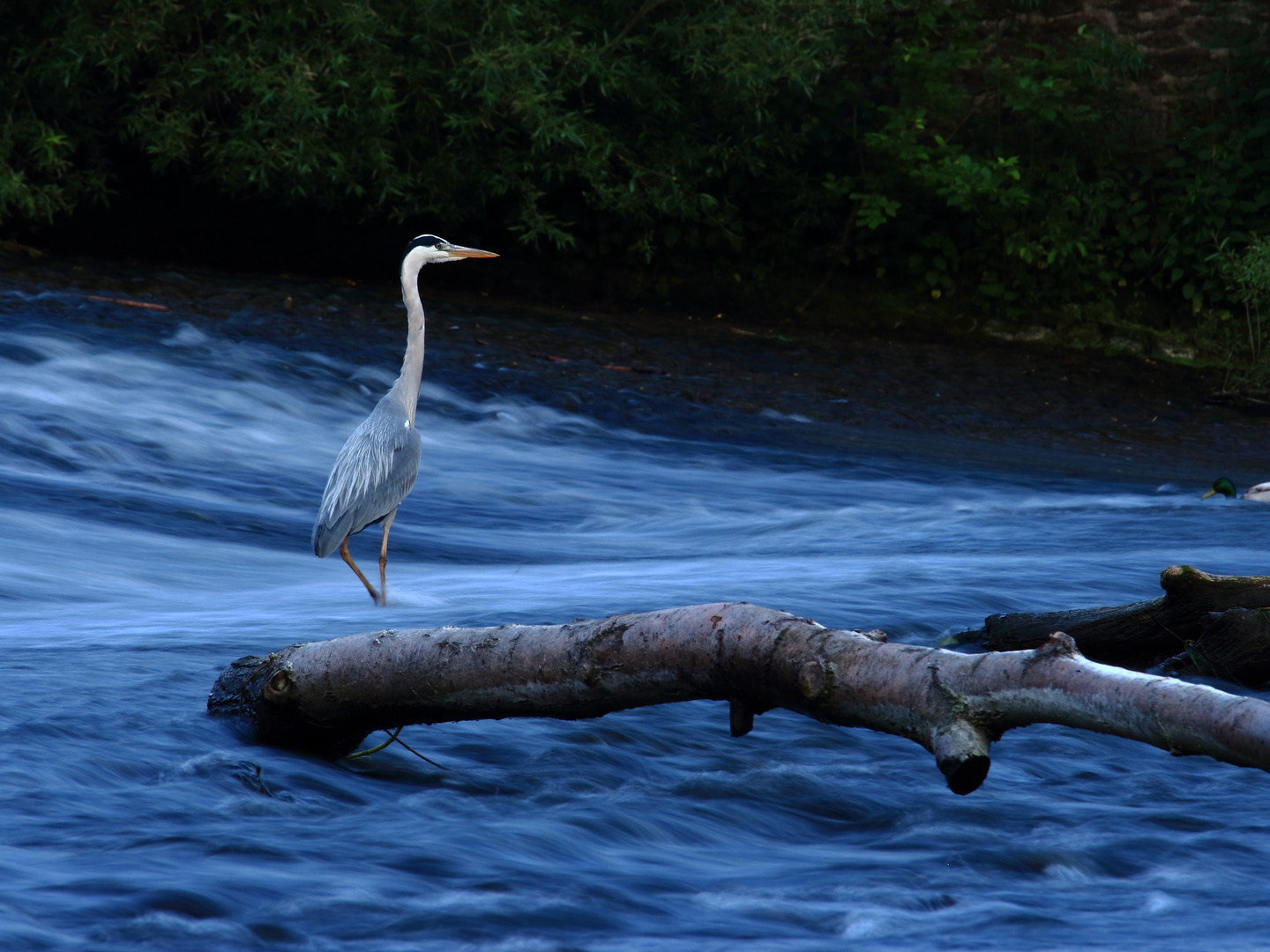 Reierfluss