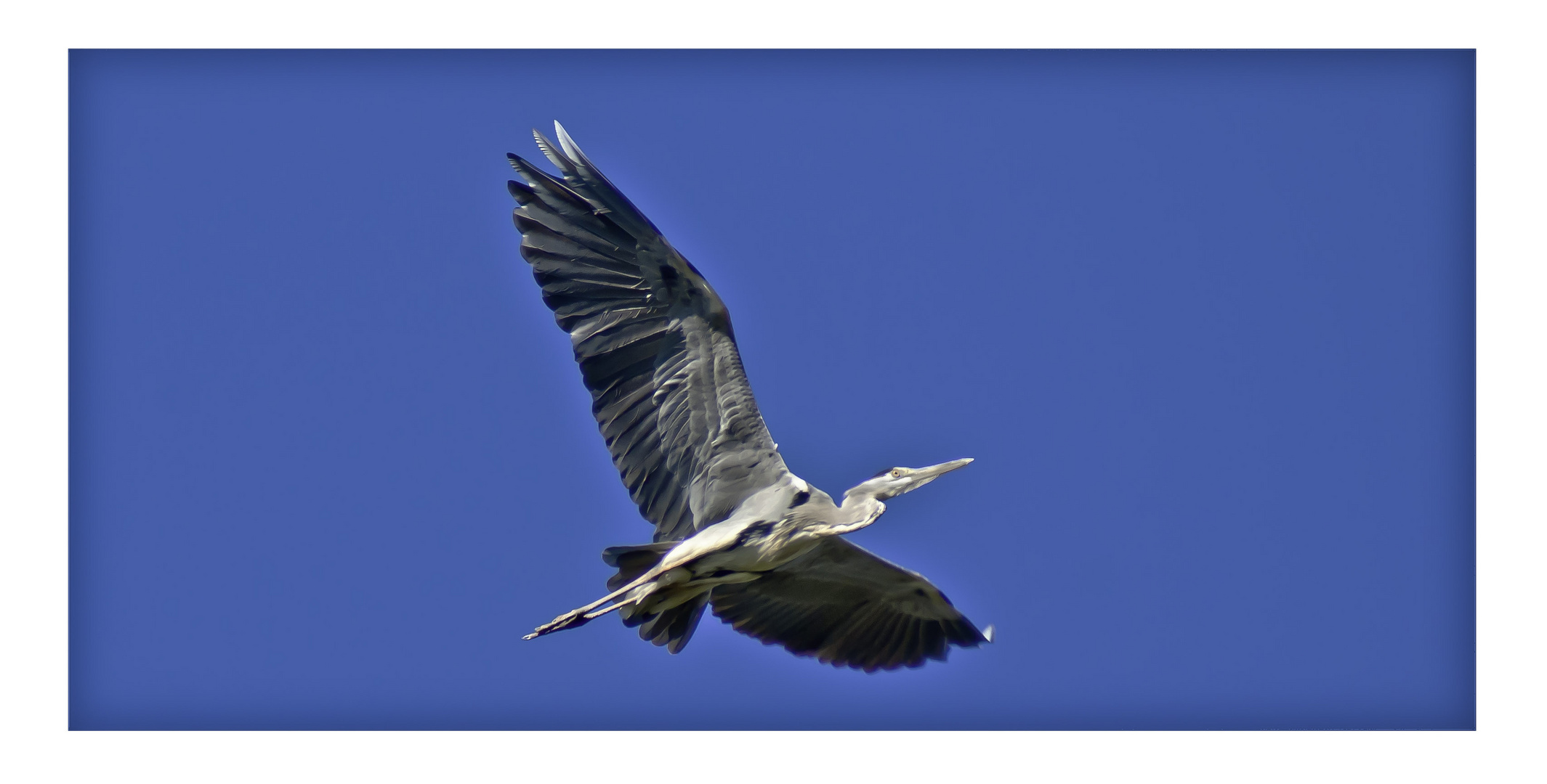 Reiernde Überflieger