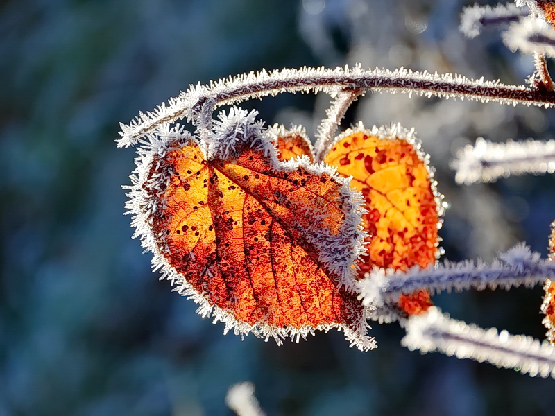 Reif Foto & Bild | natur, motive Bilder auf fotocommunity