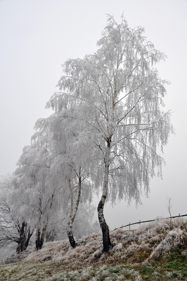 Reif am Rennsteig