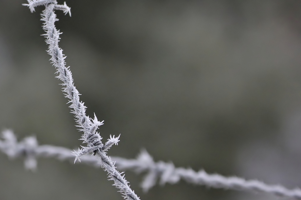 Reif am Stacheldraht..