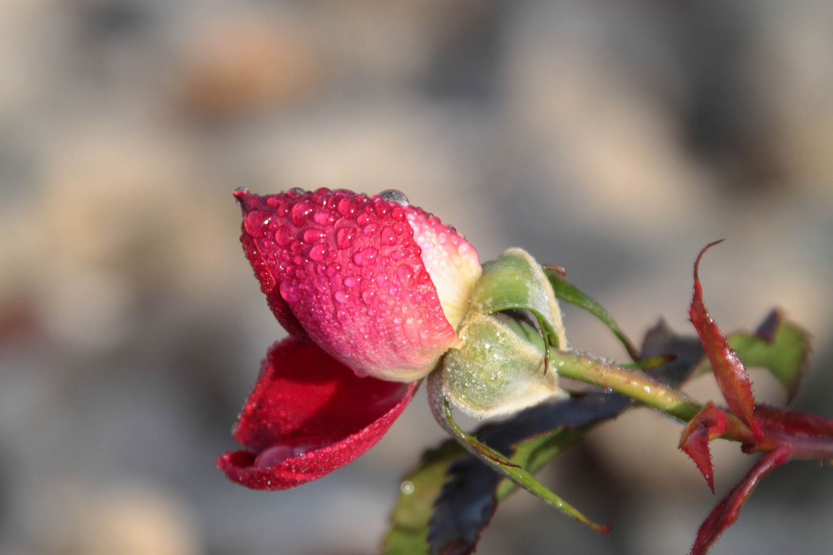 Reif auf einer Rose