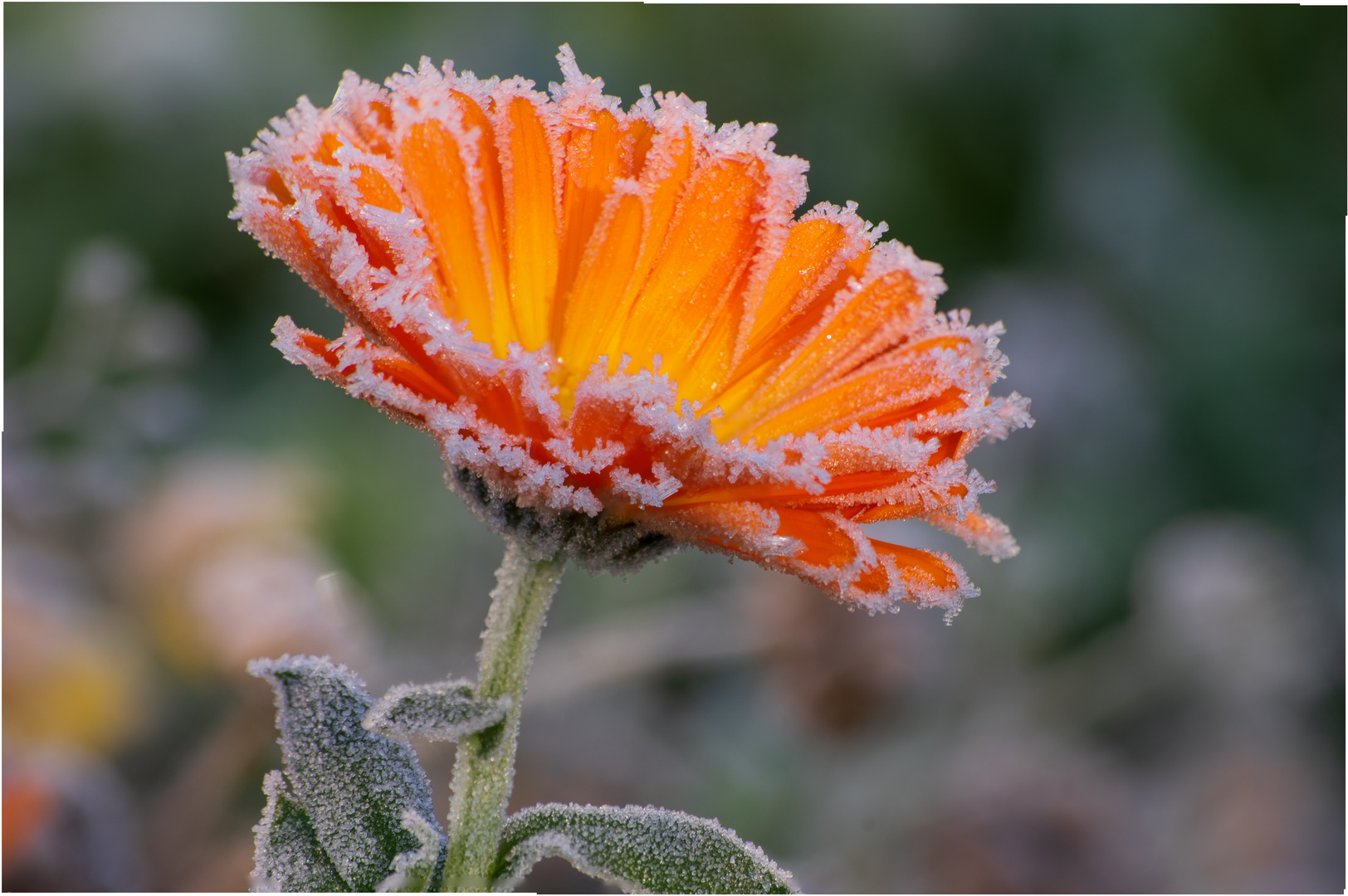 Reif auf Ringelblume