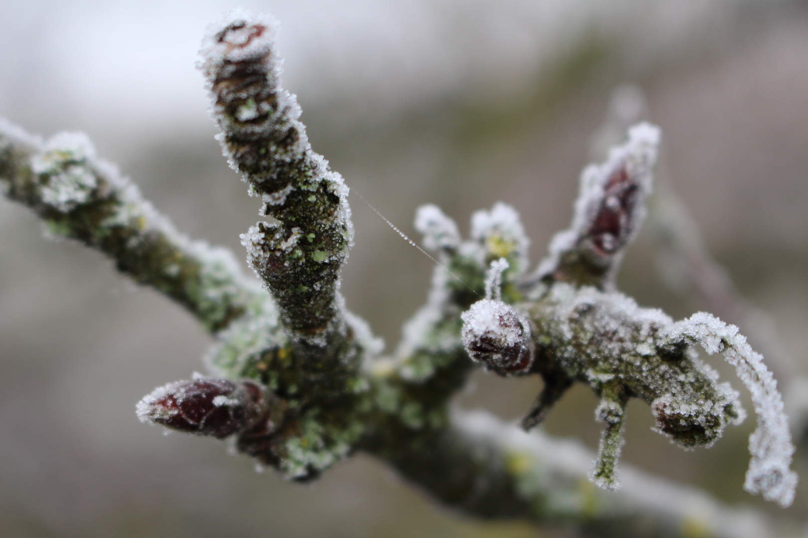 Reif für den Frühling