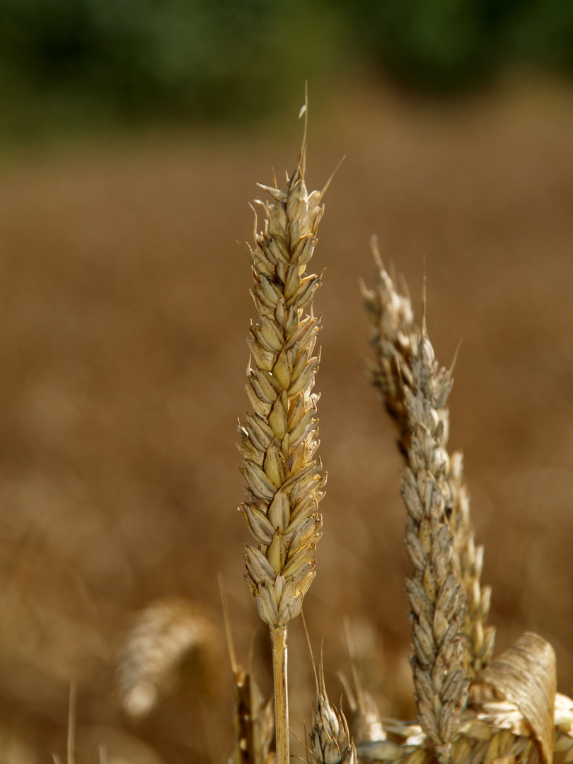 Reif für die Ernte