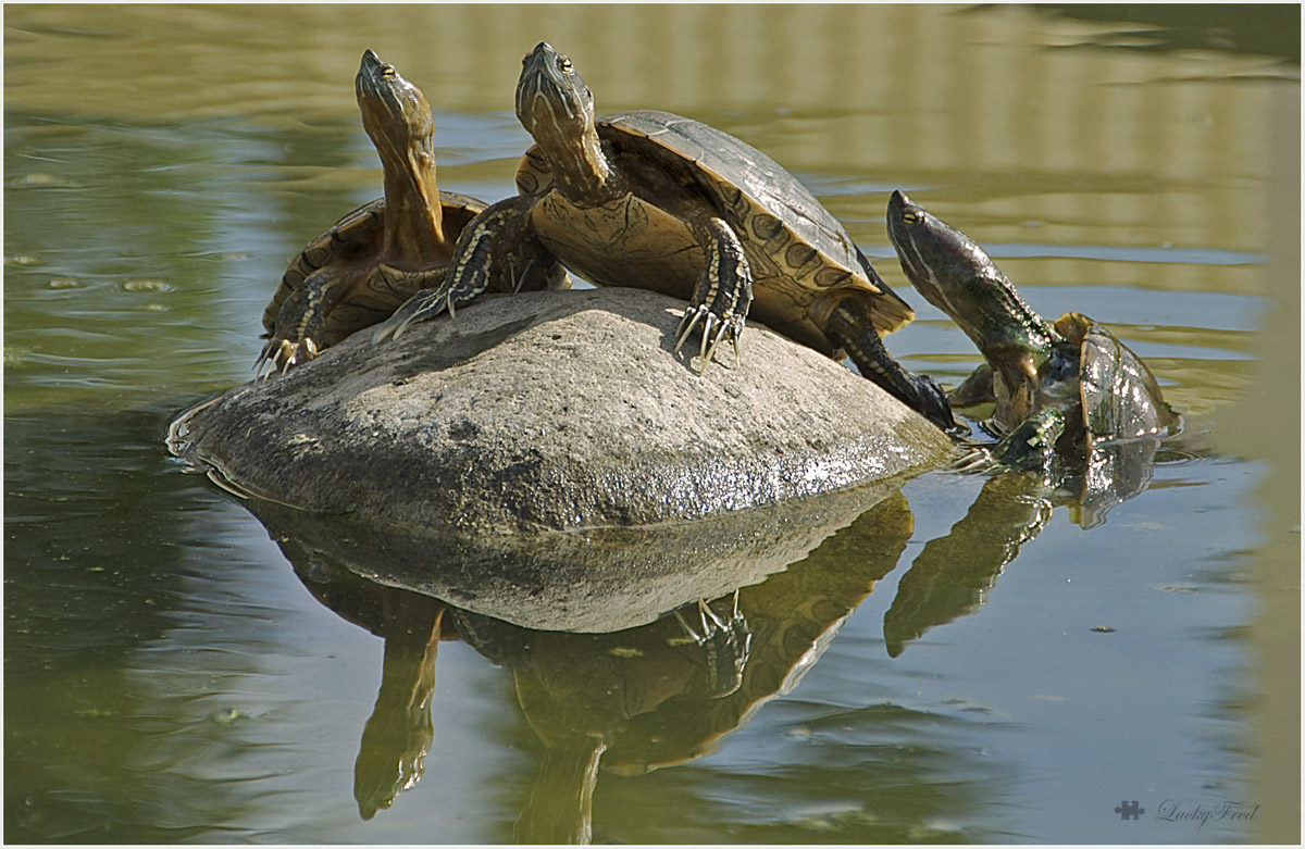 Reif für die Insel