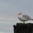 Reif für die Insel