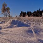 Reif im Schwarzwald