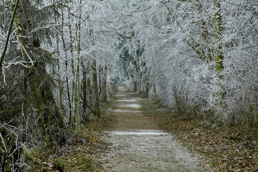 Reif im Wald