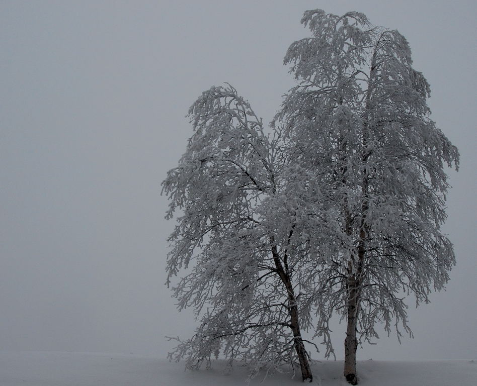 Reif und Nebel