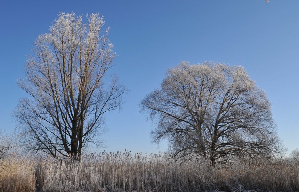 REIFBAUM IM SCHILF