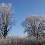 REIFBAUM IM SCHILF