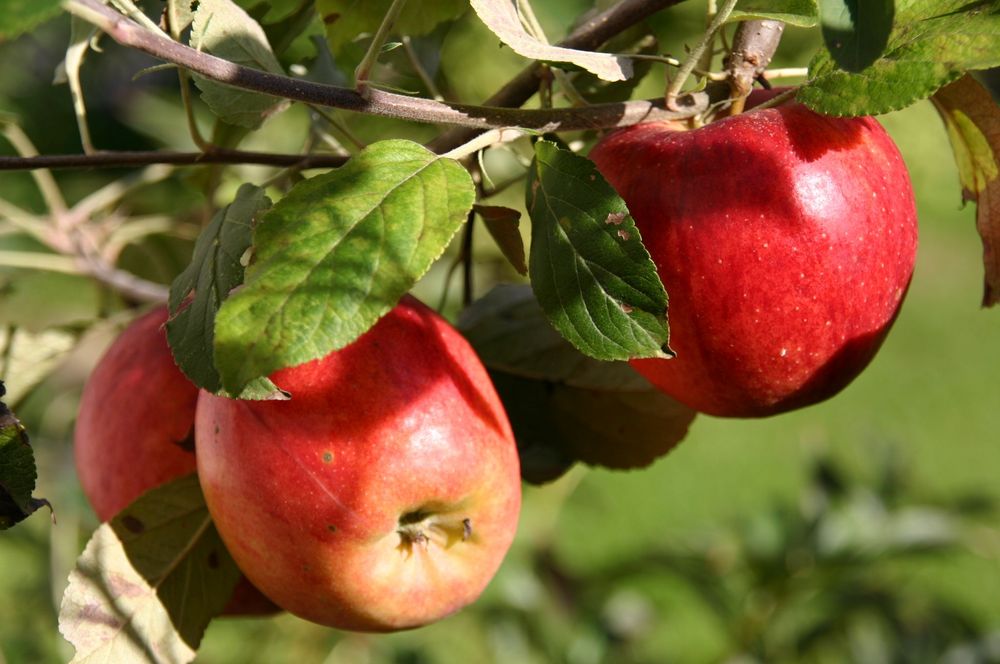 Reife Äpfel Foto & Bild | jahreszeiten, herbst, natur Bilder auf