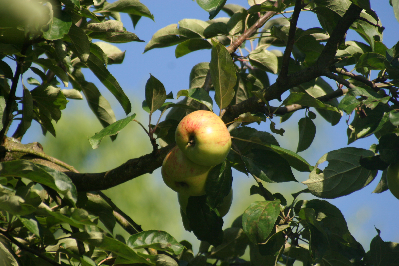 reife Äpfel