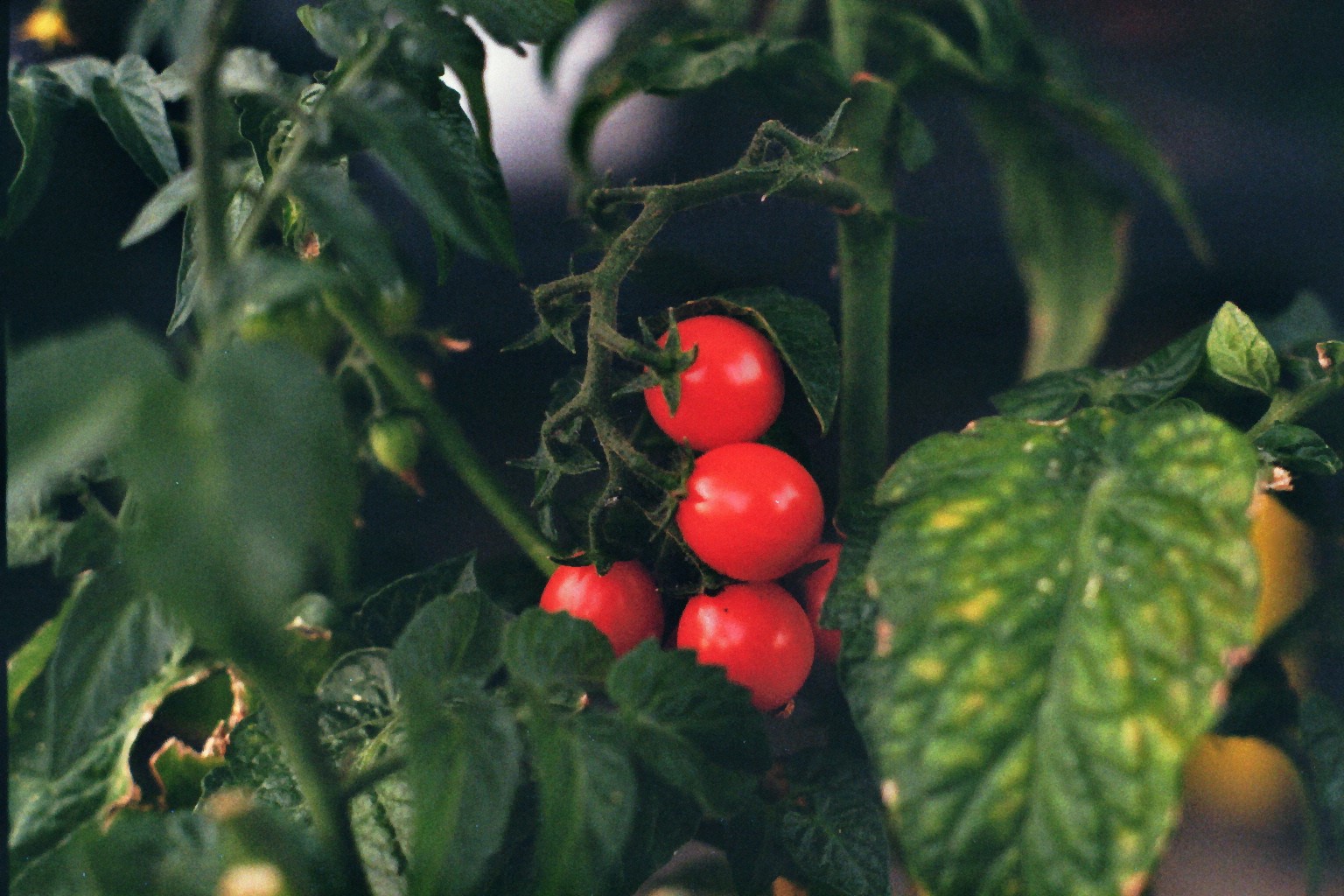 reife aromatische Cherry-Tomaten