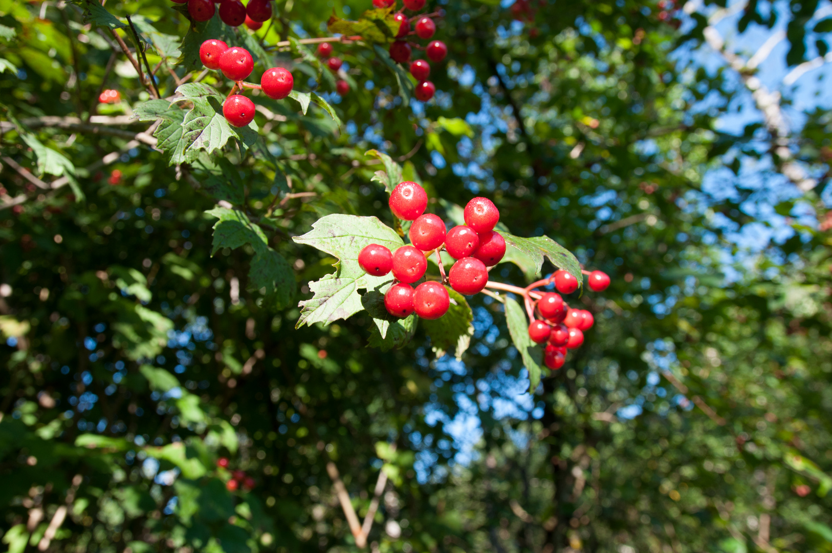 Reife Beeren