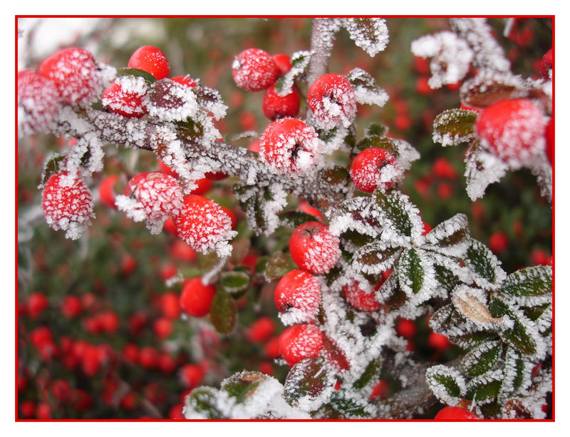 "Reife Beeren"