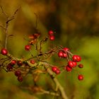 Reife Beeren (Weissdorn, Crataegus)