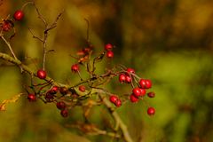 Reife Beeren (Weissdorn, Crataegus)