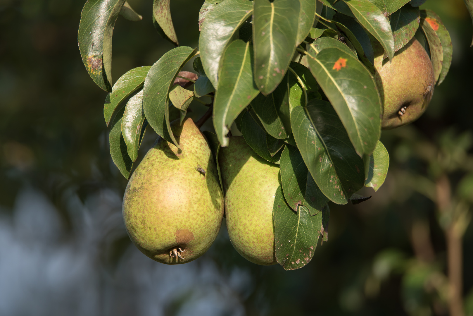 Reife Birnen Foto Bild Nature Makro Baum Bilder Auf
