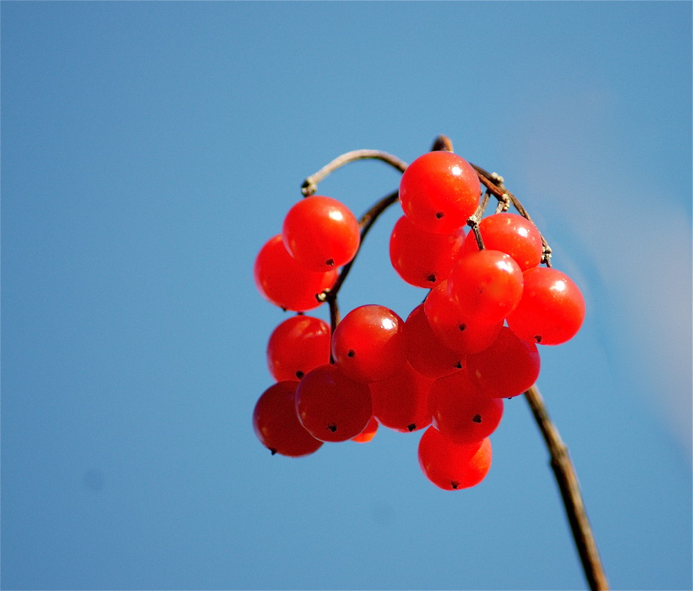 reife Frucht