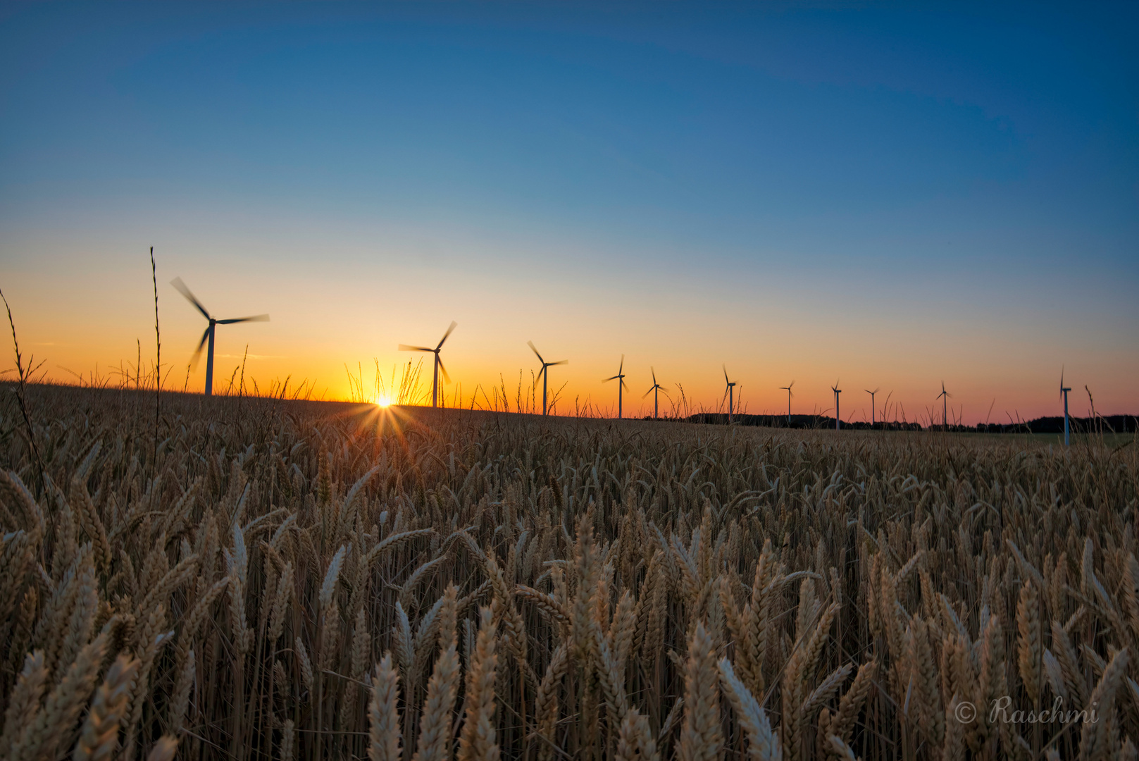 REIFE FRUCHT IM SONNENAUFGANG