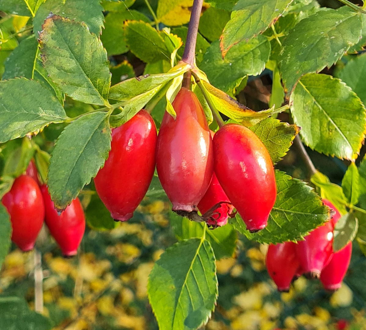 Reife Früchtchen