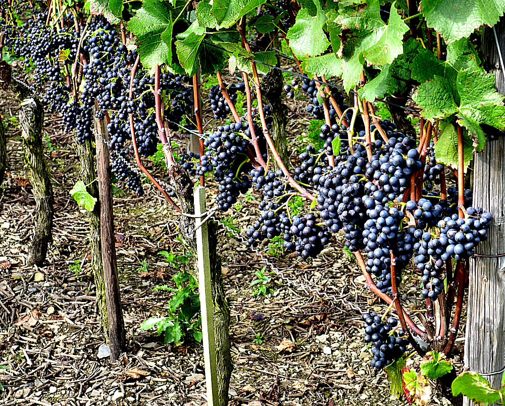 Reife für den Rotwein