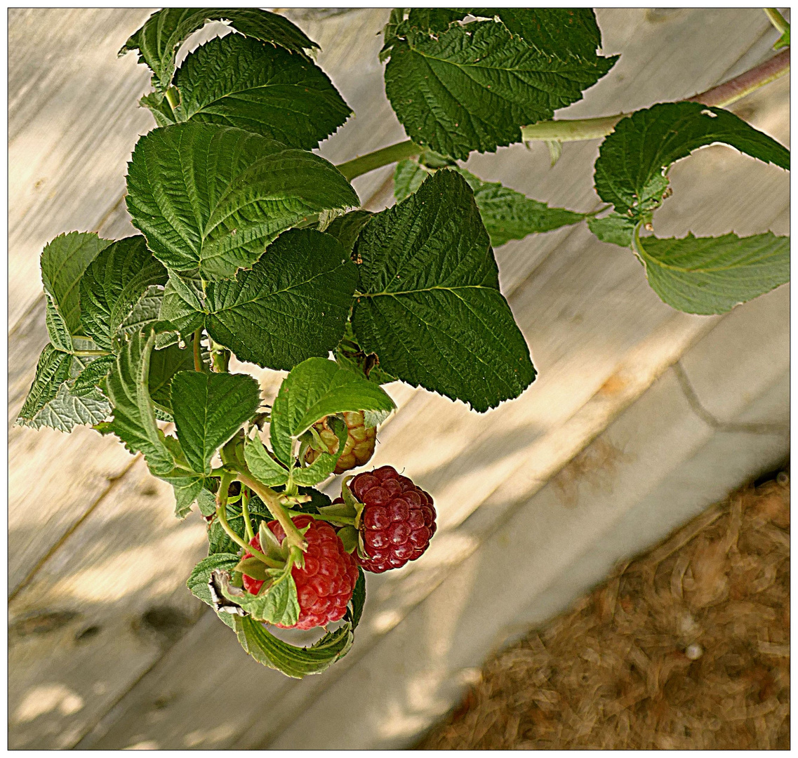 Reife Himbeeren