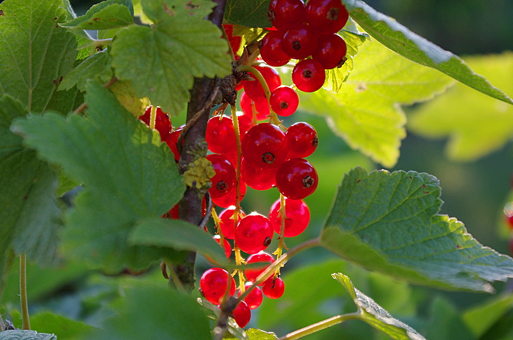 Reife Johannisbeeren