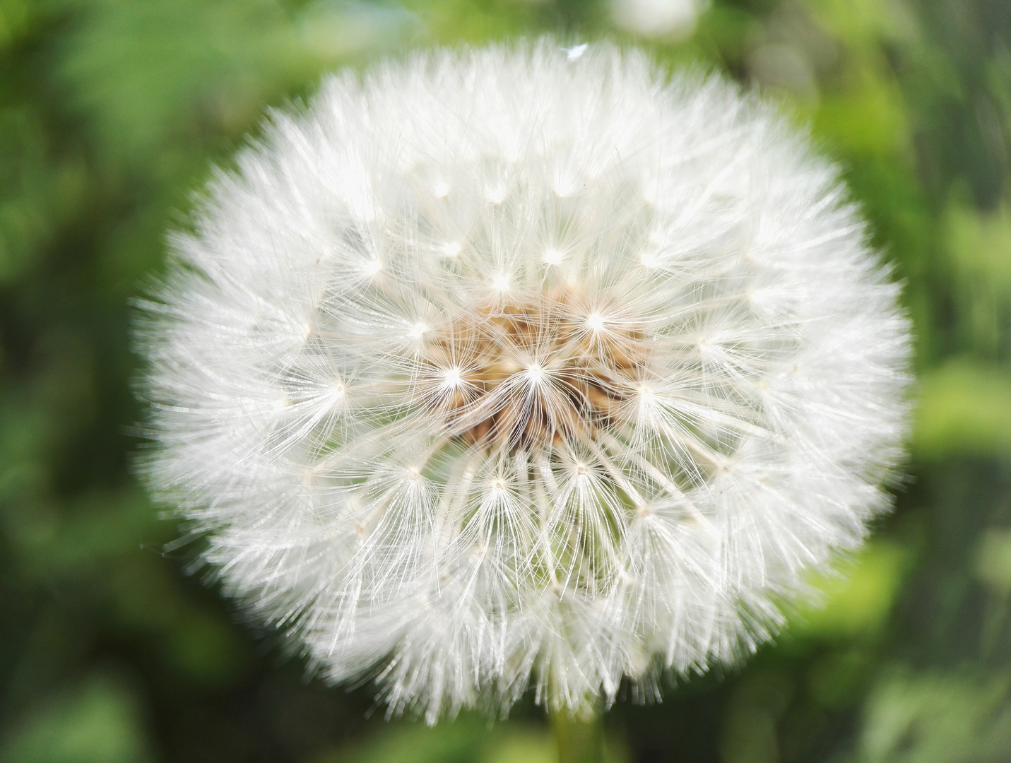 Reife Löwenzahnblüte in Perfektion