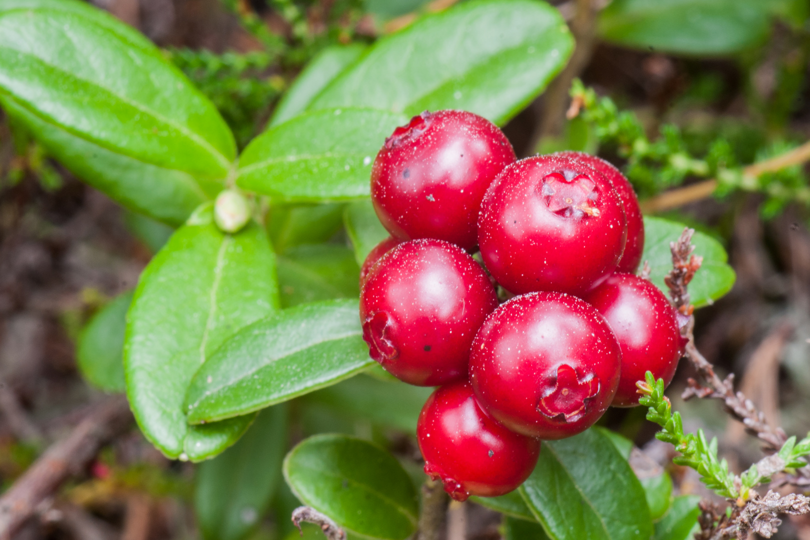 reife Preiselbeeren im schwedischen Wald