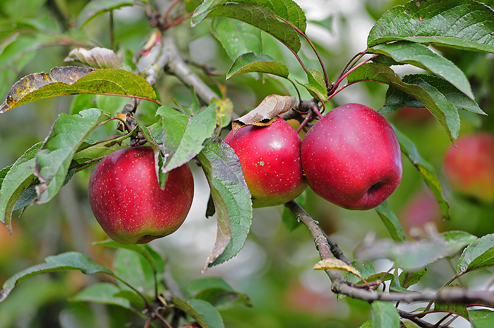 Reife rote Äpfel